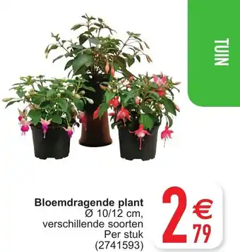 Cora Bloemdragende plant aanbieding