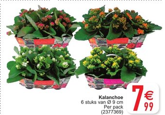 Kalanchoe