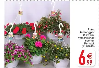 Cora Plant in hangpot aanbieding