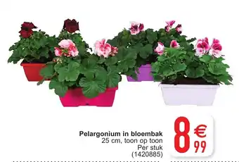 Cora Pelargonium in bloembak aanbieding