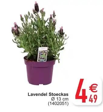 Cora Lavendel stoeckas aanbieding