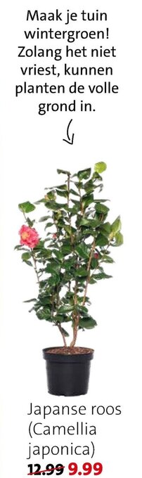 Intratuin Japanse roos Camellia japonica aanbieding
