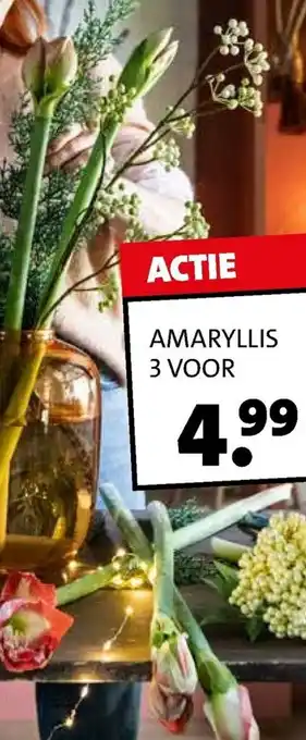 Amaryllis 3st