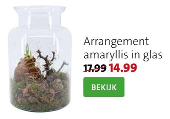 Intratuin Arrangement Amaryllis in glas aanbieding