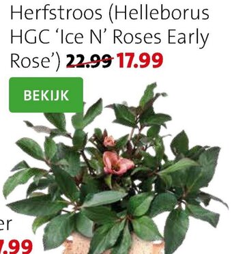 Herfstroos Helleborus HGC Ice N' Roses Early Rose
