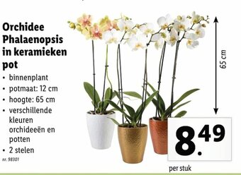 Lidl Orchidee Phalaenopsis in keramieken pot aanbieding