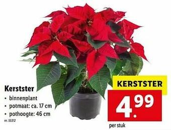 Lidl Kerstster aanbieding