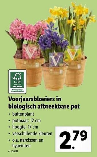 Lidl Voorjaarsbloeiers in biologisch afbreekbare pot aanbieding