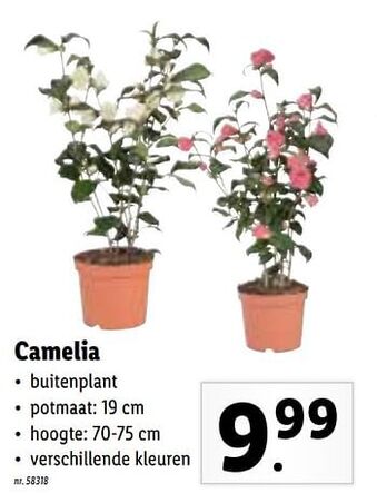 Camelia