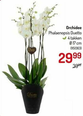 Orchidee