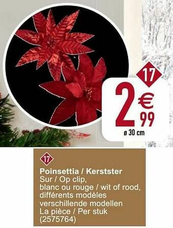 Poinsettia - kerstster