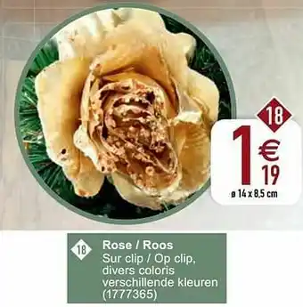 Cora Rose - roos aanbieding