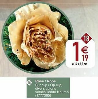 Cora Rose - roos aanbieding