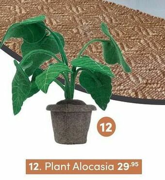 Baby & Tiener Plant alocasia aanbieding