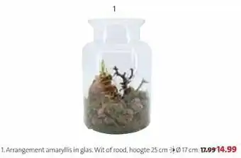 Intratuin Arrangement amaryllis in glas aanbieding