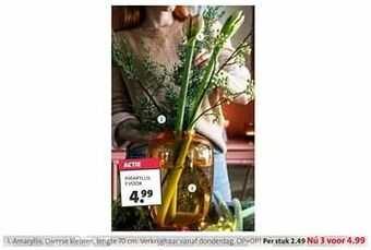 Intratuin Amaryllis aanbieding