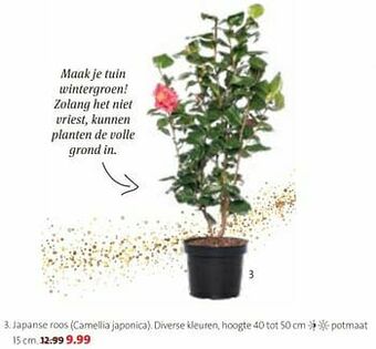 Intratuin Japanse roos camellia japonica aanbieding