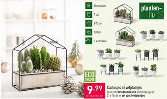 ALDI Cactusjes of vetplantjes aanbieding