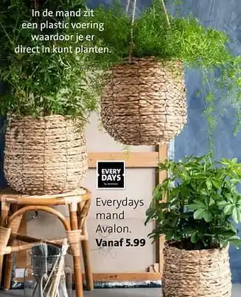Everydays mand avalon