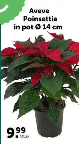 AVEVE Aveve Poinsettia in pot Ø 14 cm aanbieding