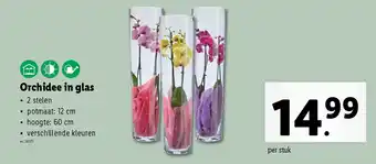 Lidl Orchidee in glas aanbieding