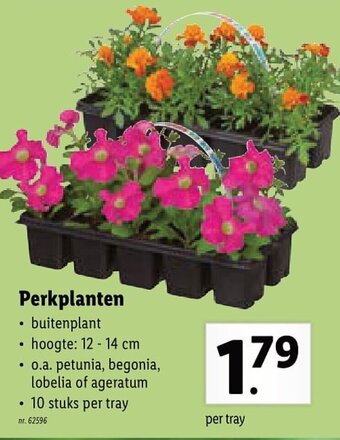 Lidl Perkplanten aanbieding