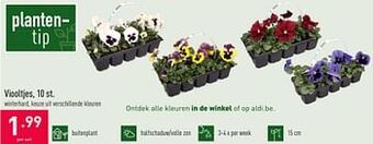 Viooltjes