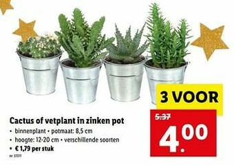 Lidl Cactus of vetplant in zinken pot aanbieding