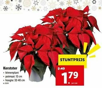 Lidl Kerstster aanbieding