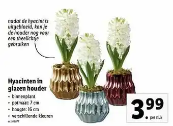 Lidl Hyacinten in glazen houder aanbieding