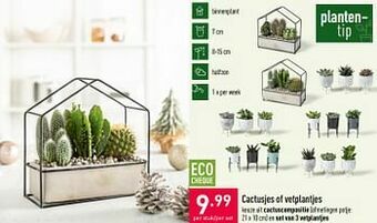 ALDI Cactusjes of vetplantjes aanbieding