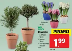 Lidl Hyacinten aanbieding