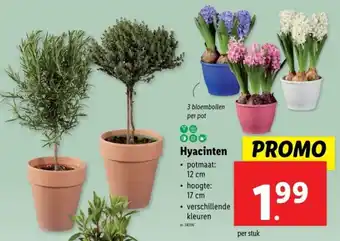 Lidl Hyacinten aanbieding