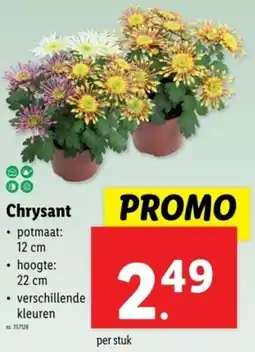 Chrysant