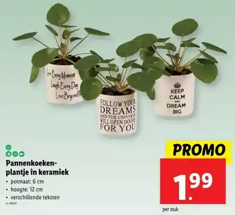 Lidl Pannenkoekenplantje in keramiek aanbieding