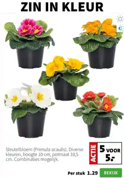 Intratuin Sleutelbloem (Primula acaulis) aanbieding