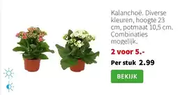 Intratuin Kalanchoë aanbieding