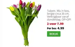 Intratuin Tulpen. Mix in bos aanbieding