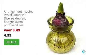 Intratuin Arrangement hyacint Pastel Paradise aanbieding