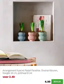 Intratuin Arrangement hyacint Pastel Paradise aanbieding