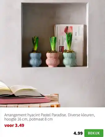 Intratuin Arrangement hyacint Pastel Paradise aanbieding