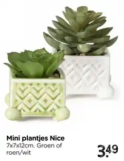 Xenos Mini plantjes Nice aanbieding