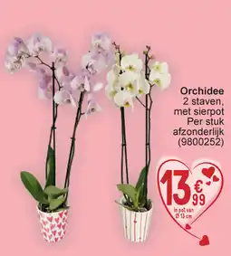 Cora Orchidee aanbieding