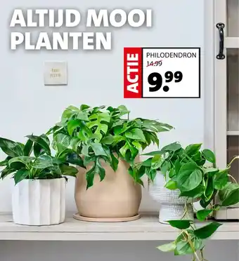 Intratuin PHILODENDRON aanbieding