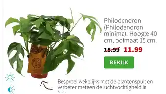 Intratuin Philodendron (Philodendron minima) aanbieding