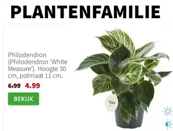 Intratuin Philodendron (Philodendron 'White Measure') aanbieding