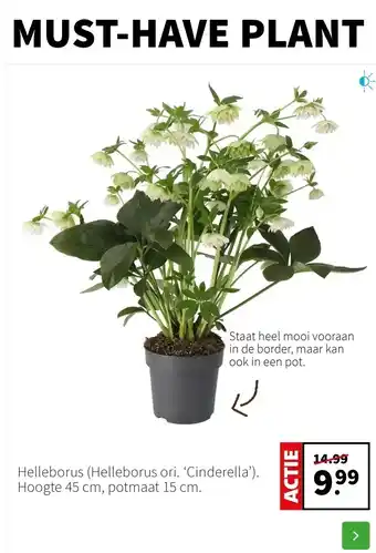 Intratuin Staat heel mooi vooraan aanbieding