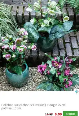 Intratuin Helleborus (Helleborus 'Frostkiss') aanbieding