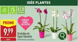 ALDI Orchidée de Saint Valentin aanbieding