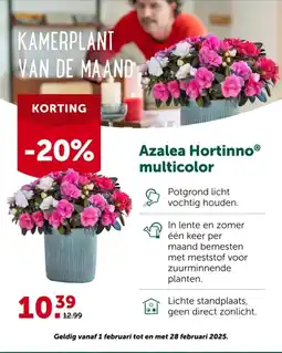 AVEVE Azalea Hortinno multicolor aanbieding